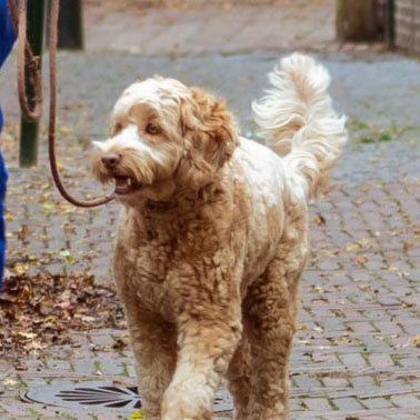 Saartje
